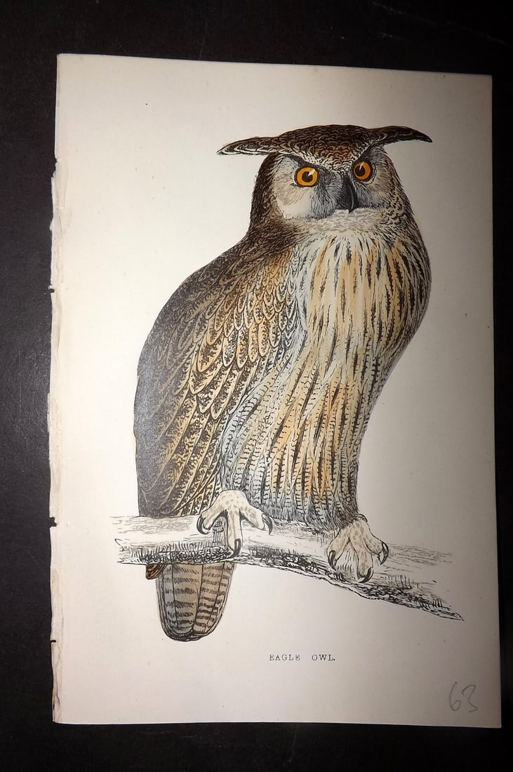 Morris, Francis 1867 Hand Col Bird Print. Eagle Owl (1 of 1)