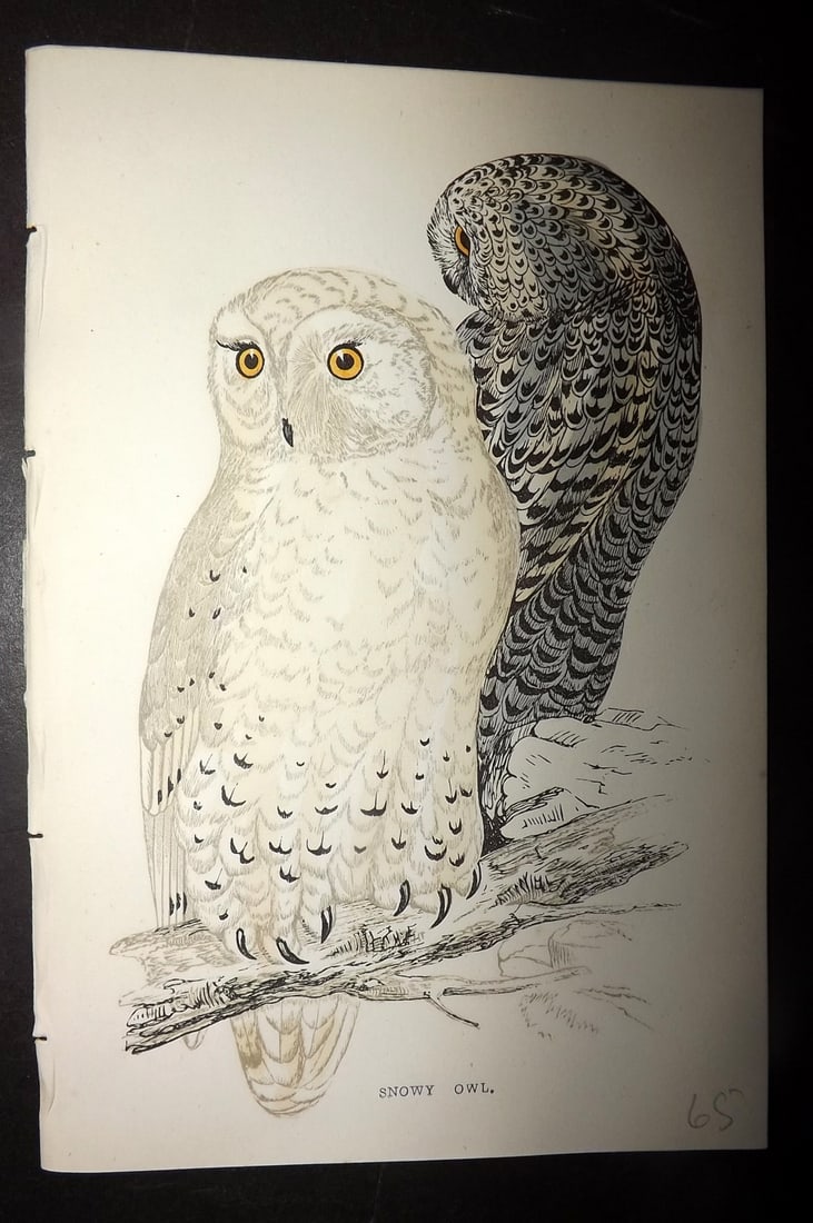 Morris, Francis 1867 Hand Col Bird Print. Snowy Owl: Woodblocks Published 1863-7, London for "A History of British Birds" by the Rev. Francis Orpen Morris. Printed in colours and finished by hand. Paper Size: 7.5 x 5 inch (19 x 12cm) Good Condition