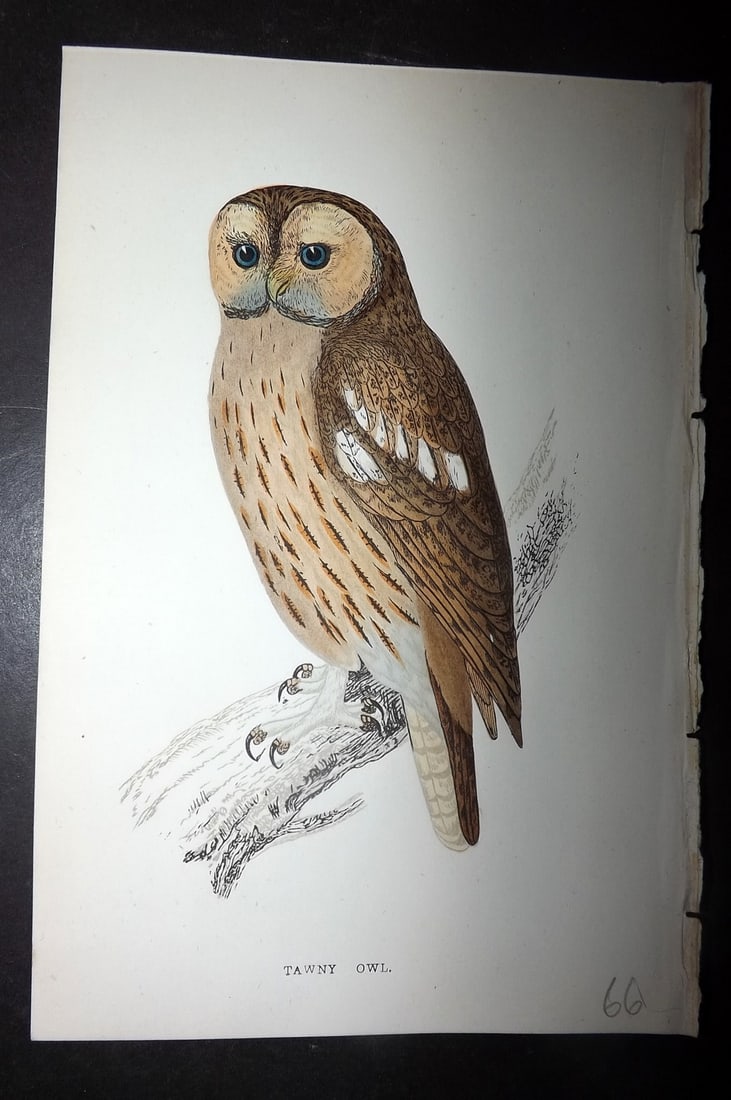 Morris, Francis 1867 Hand Col Bird Print. Tawny Owl: Woodblocks Published 1863-7, London for "A History of British Birds" by the Rev. Francis Orpen Morris. Printed in colours and finished by hand. Paper Size: 7.5 x 5 inch (19 x 12cm) Good Condition