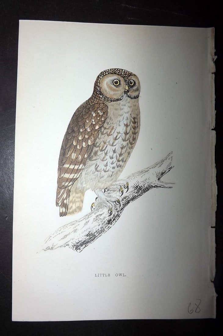 Morris, Francis 1867 Hand Col Bird Print. Little Owl: Woodblocks Published 1863-7, London for "A History of British Birds" by the Rev. Francis Orpen Morris. Printed in colours and finished by hand. Paper Size: 7.5 x 5 inch (19 x 12cm) Good Condition