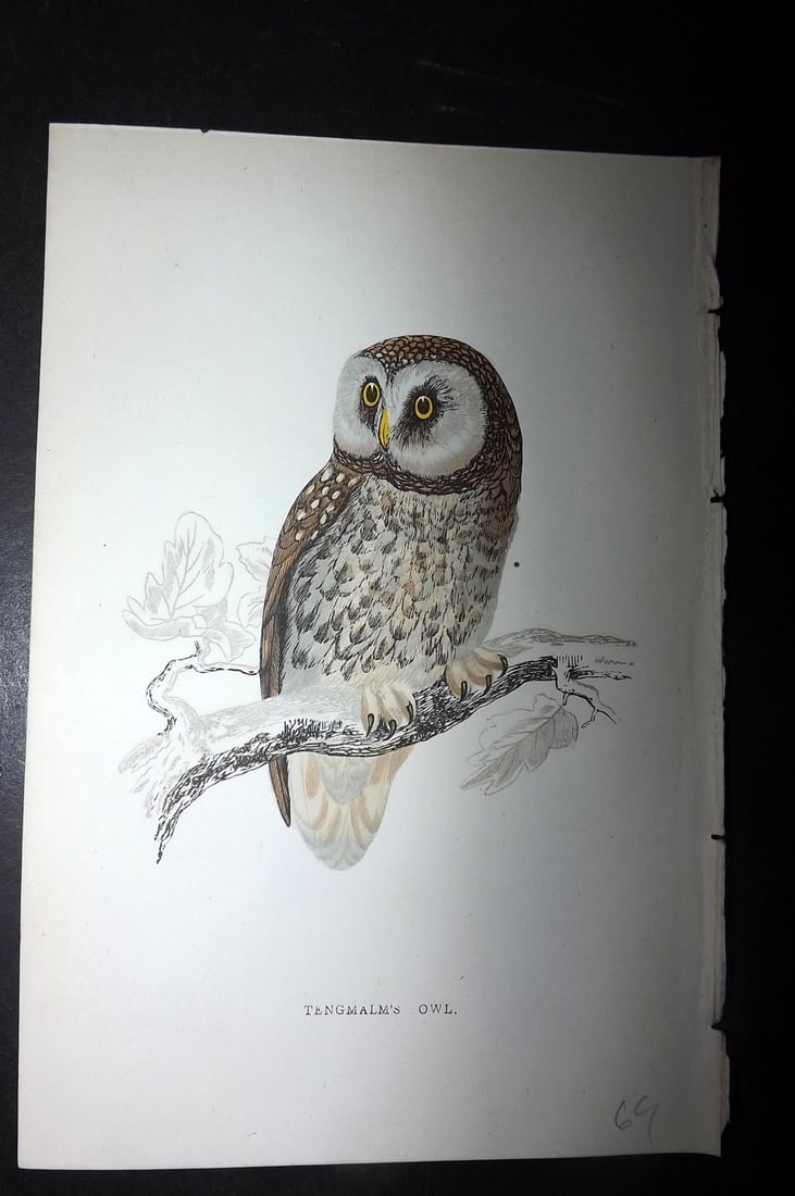 Morris, Francis 1867 Hand Col Bird Print. Tengmalm's Owl: Woodblocks Published 1863-7, London for "A History of British Birds" by the Rev. Francis Orpen Morris. Printed in colours and finished by hand. Paper Size: 7.5 x 5 inch (19 x 12cm) Good Condition