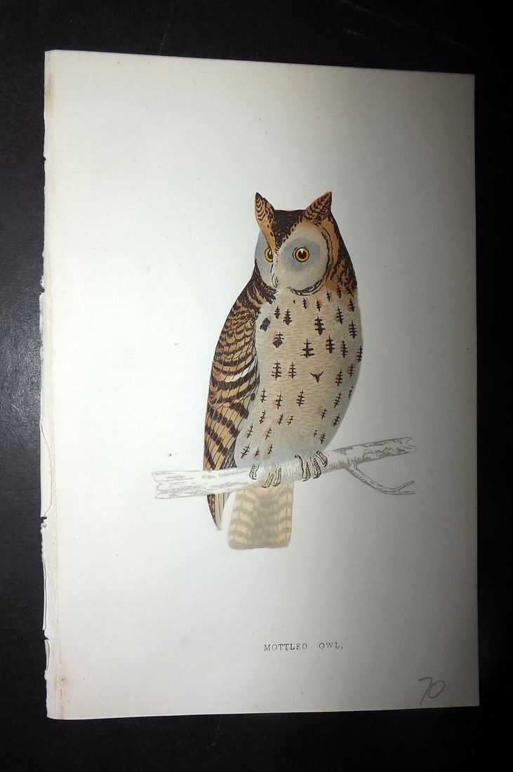 Morris, Francis 1867 Hand Col Bird Print. Mottled Owl: Woodblocks Published 1863-7, London for "A History of British Birds" by the Rev. Francis Orpen Morris. Printed in colours and finished by hand. Paper Size: 7.5 x 5 inch (19 x 12cm) Good Condition