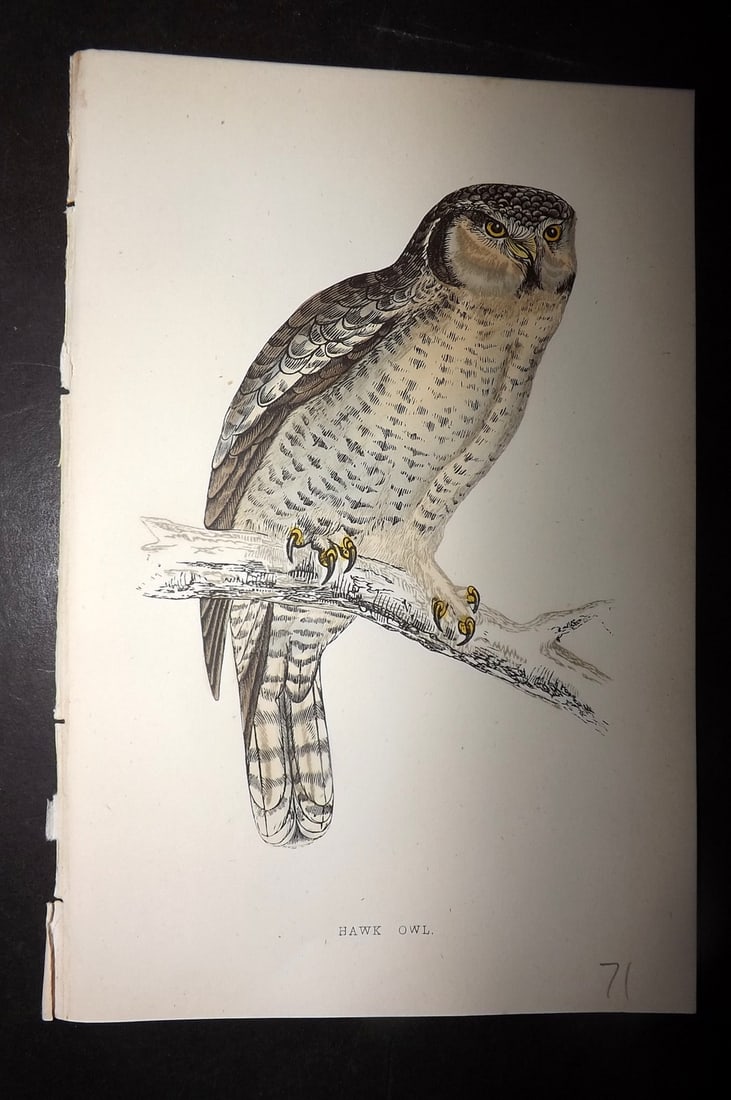 Morris, Francis 1867 Hand Col Bird Print. Hawk Owl: Woodblocks Published 1863-7, London for "A History of British Birds" by the Rev. Francis Orpen Morris. Printed in colours and finished by hand. Paper Size: 7.5 x 5 inch (19 x 12cm) Good Condition