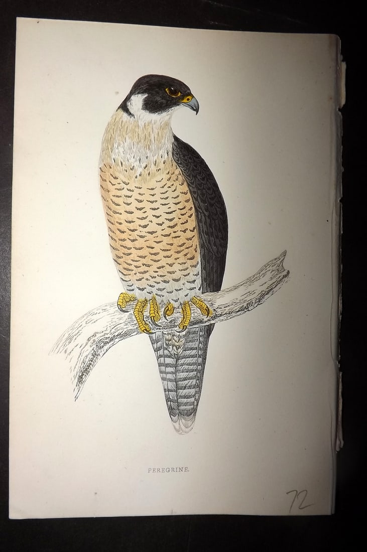 Morris, Francis 1867 Hand Col Bird Print. Peregrine Falcon: Woodblocks Published 1863-7, London for "A History of British Birds" by the Rev. Francis Orpen Morris. Printed in colours and finished by hand. Paper Size: 7.5 x 5 inch (19 x 12cm) Good Condition