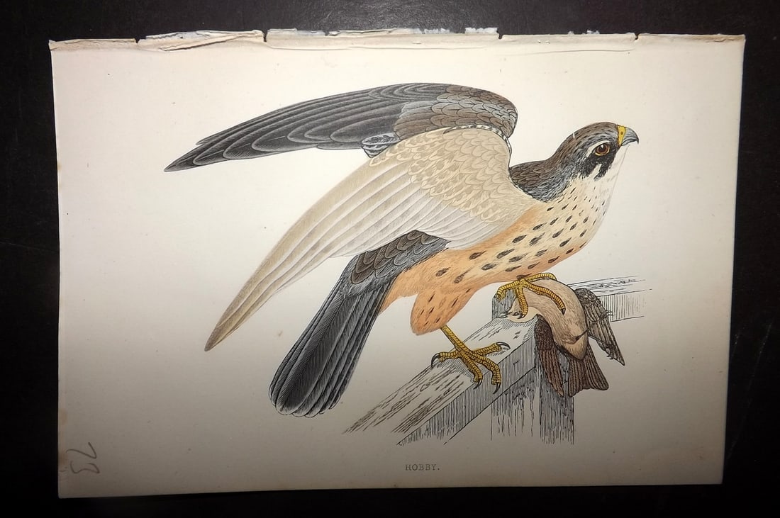 Morris, Francis 1867 Hand Col Bird Print. Hobby: Woodblocks Published 1863-7, London for "A History of British Birds" by the Rev. Francis Orpen Morris. Printed in colours and finished by hand. Paper Size: 7.5 x 5 inch (19 x 12cm) Good Condition