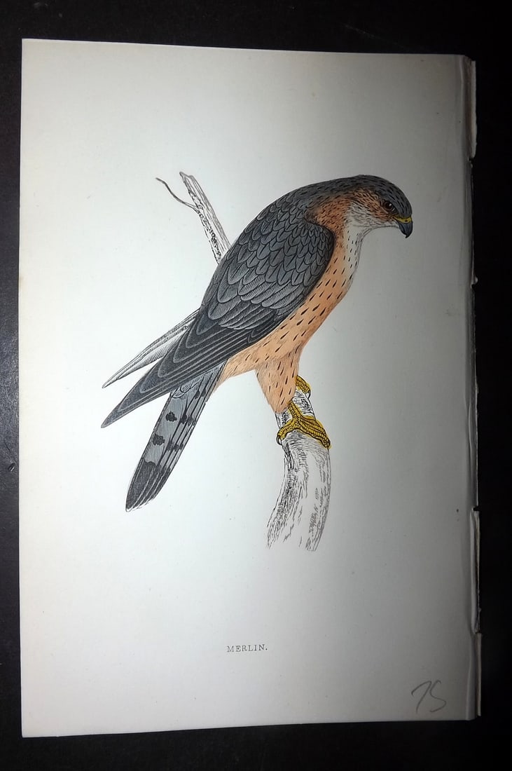 Morris, Francis 1867 Hand Col Bird Print. Merlin: Woodblocks Published 1863-7, London for "A History of British Birds" by the Rev. Francis Orpen Morris. Printed in colours and finished by hand. Paper Size: 7.5 x 5 inch (19 x 12cm) Good Condition