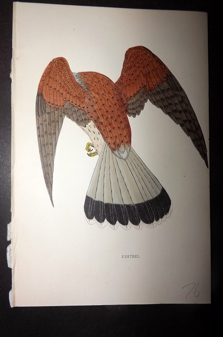 Morris, Francis 1867 Hand Col Bird Print. Kestrel: Woodblocks Published 1863-7, London for "A History of British Birds" by the Rev. Francis Orpen Morris. Printed in colours and finished by hand. Paper Size: 7.5 x 5 inch (19 x 12cm) Good Condition