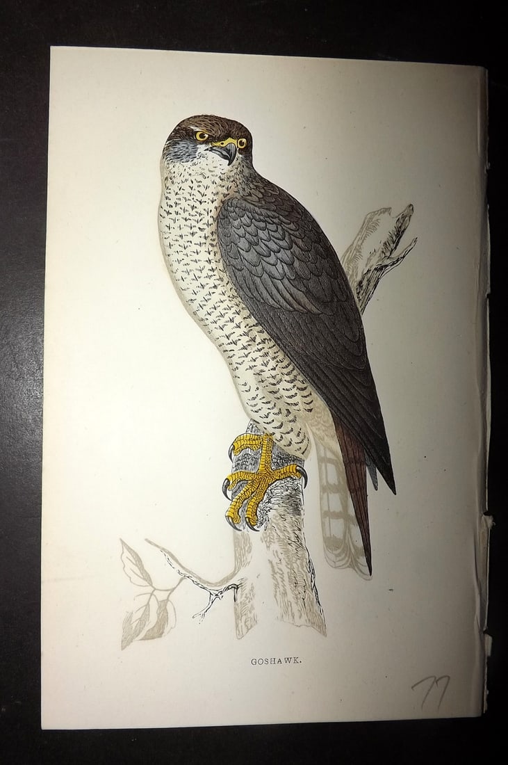 Morris, Francis 1867 Hand Col Bird Print. Goshawk: Woodblocks Published 1863-7, London for "A History of British Birds" by the Rev. Francis Orpen Morris. Printed in colours and finished by hand. Paper Size: 7.5 x 5 inch (19 x 12cm) Good Condition
