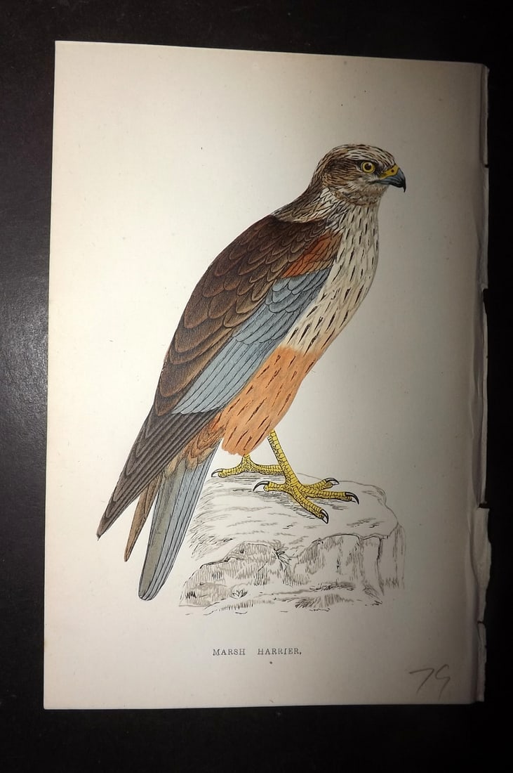 Morris, Francis 1867 Hand Col Bird Print. Marsh Harrier: Woodblocks Published 1863-7, London for "A History of British Birds" by the Rev. Francis Orpen Morris. Printed in colours and finished by hand. Paper Size: 7.5 x 5 inch (19 x 12cm) Good Condition
