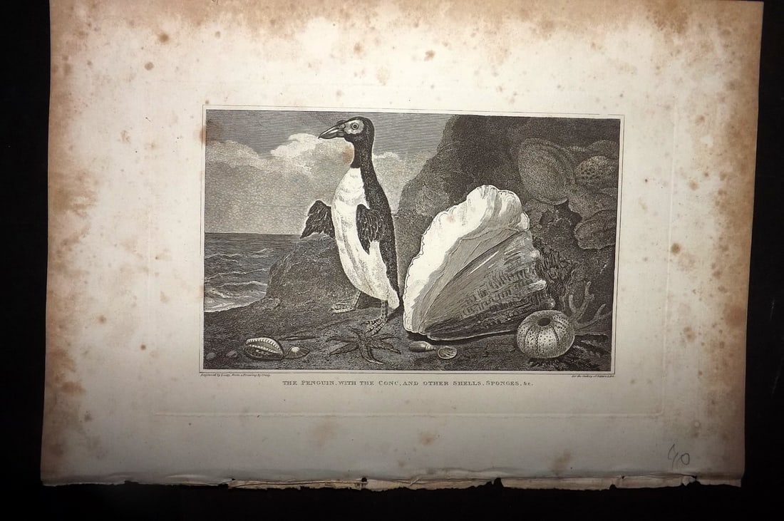 Polehampton, Edward 1823 Bird Print. Penguin with Shells & Sponges (1 of 1)