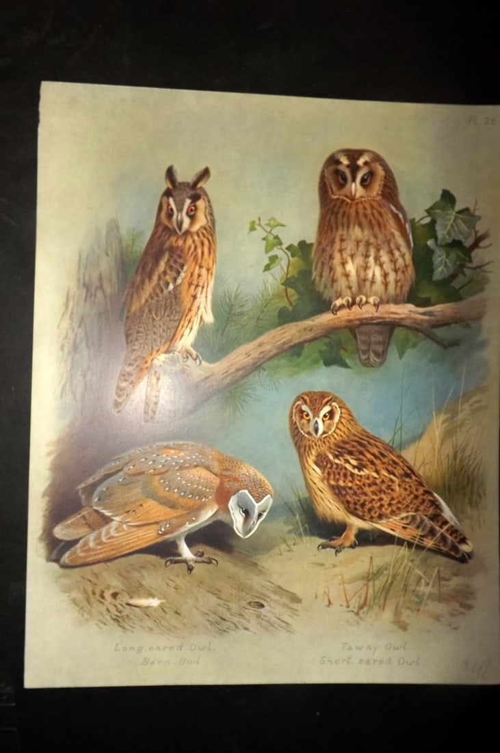 Thorburn, Archibald 1915 Rare Folio Bird Print. Owls - Long Eared, Tawny, Barn, Shor Eared 26: Folio Chromolithograph Published 1915-18, London for "British Birds" by Archibald Thorburn. On Heavy Stock Paper. Rare. This Edition Limited to 500 Copies. Paper Size: 12.5 x 10 inch (32 x 25cm) Good 