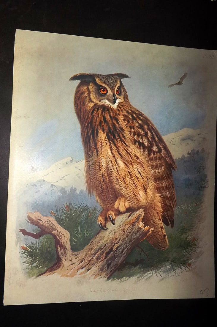 Thorburn, Archibald 1915 Rare Folio Bird Print. Eagle Owl 28 (1 of 1)