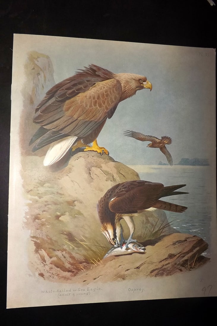 Thorburn, Archibald 1915 Rare Folio Bird Print. White Tailed Sea Eagle, Sprey 33 (1 of 1)