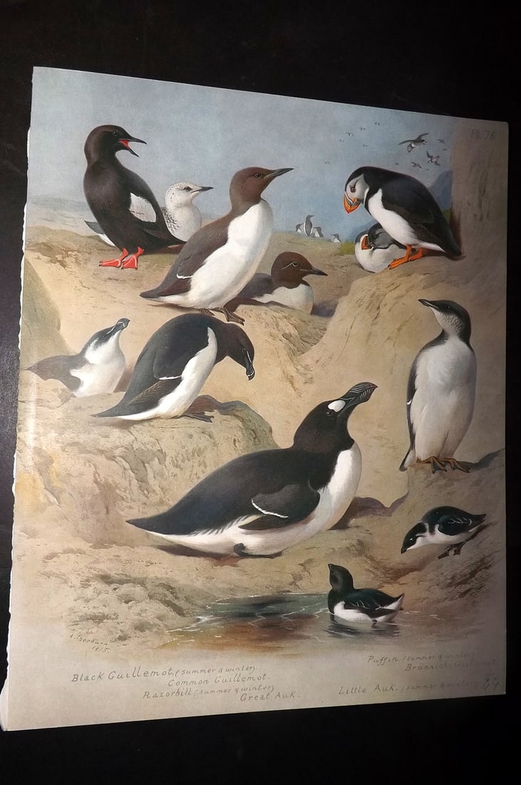 Thorburn, Archibald 1915 Rare Folio Bird Print. Puffin, Extinct Great Auk, Razorbill, Guillemot 76: Folio Chromolithograph Published 1915-18, London for "British Birds" by Archibald Thorburn. On Heavy Stock Paper. Rare. This Edition Limited to 500 Copies. Paper Size: 12.5 x 10 inch (32 x 25cm) Good 