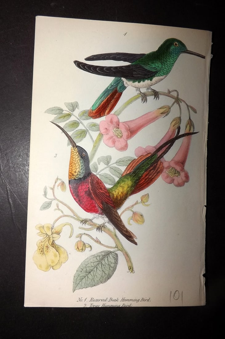 Tyas, Robert 1868 Hand Col Bird Print. Hummingbirds - Recurved Beak & Topaz (1 of 1)