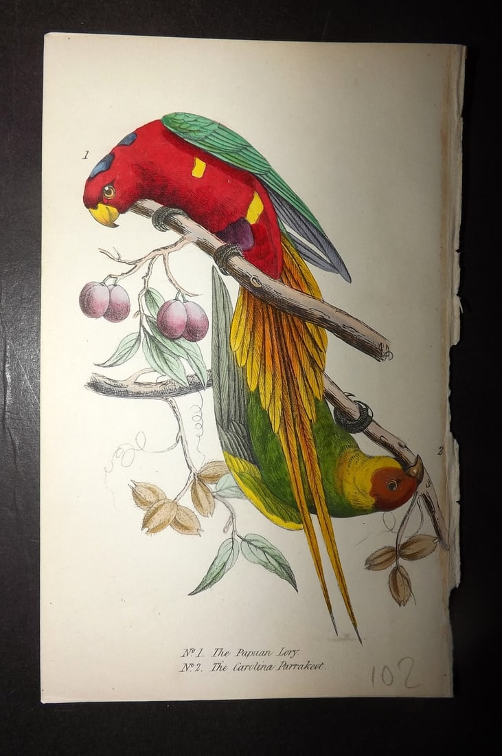 Tyas, Robert 1868 Hand Col Bird Print. Extinct Carolina Parakeet & Papuan Lory (1 of 1)