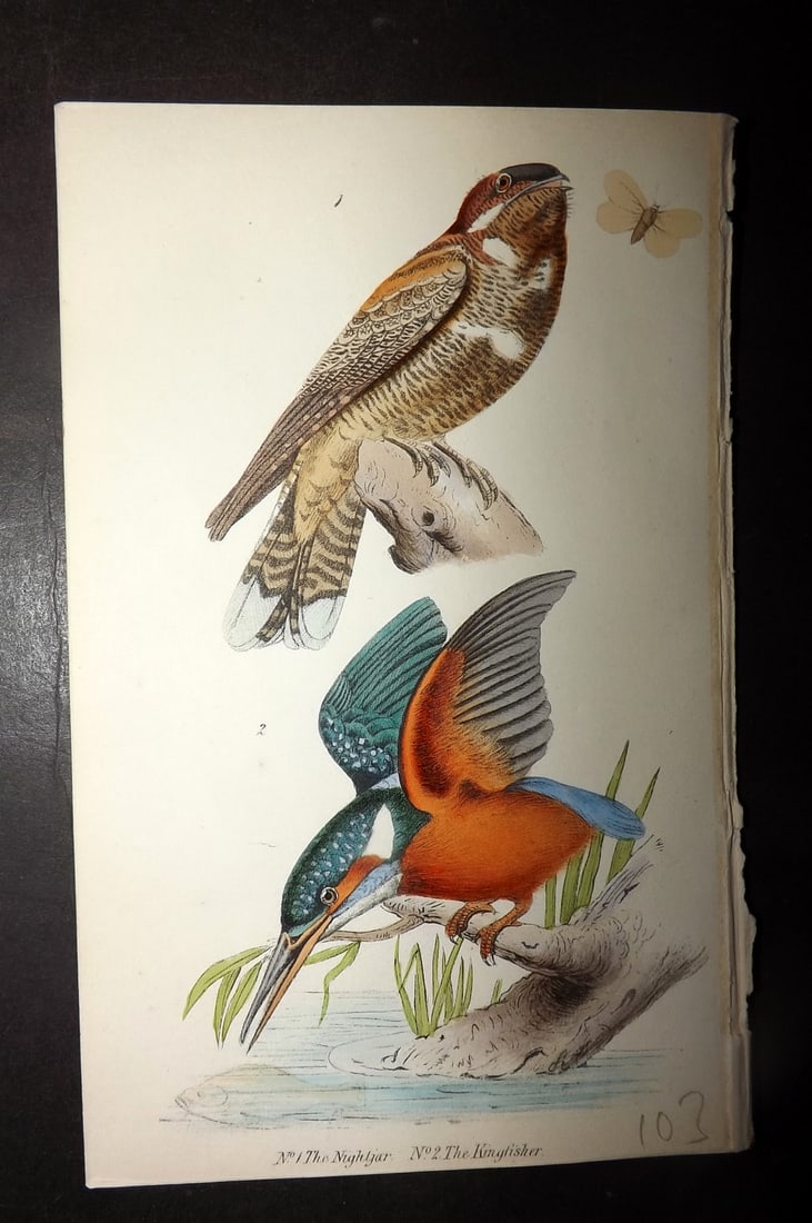 Tyas, Robert 1868 Hand Col Bird Print. Kingfisher & Nightjar (1 of 1)