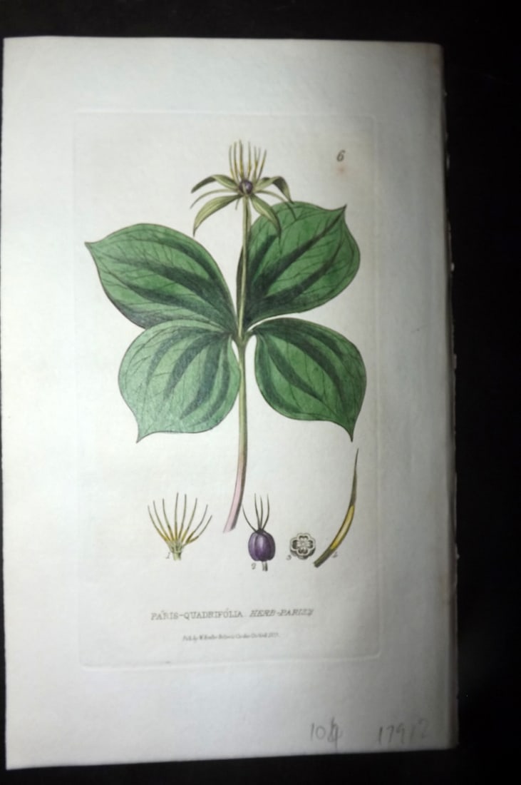 Baxter, William 1834 Hand Col Botanical Print. Herb Paris 6: Antique Etching Published 1834-43, Oxford for "British Phaenogamous Botany; or, Figures and Descriptions of British Flowering Plants" by William Baxter. Fine hand colour as issued. Paper Size: 9 x 5.5