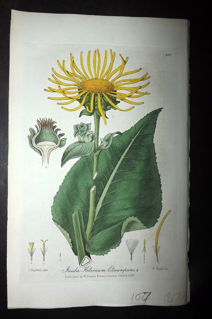 Baxter, William 1838 Hand Col Botanical Print. Elecampane 265: Antique Etching Published 1834-43, Oxford for "British Phaenogamous Botany; or, Figures and Descriptions of British Flowering Plants" by William Baxter. Fine hand colour as issued. Paper Size: 9 x 5.5