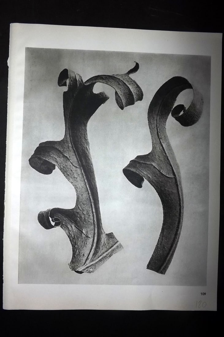 Blossfeldt, Karl 1942 Folio Vintage Botanical Print 109 (1 of 1)