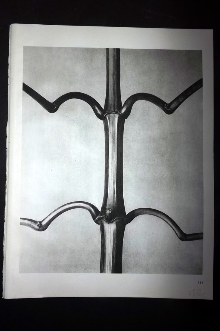 Blossfeldt, Karl 1942 Folio Vintage Botanical Print 111: Photogravures Published 1942, Berlin for "Wunder in der Natur" by Karl Blossfeldt. Reverse side blank. Paper Size: 12.5 x 10 inch (32 x 25cm) Good Condition