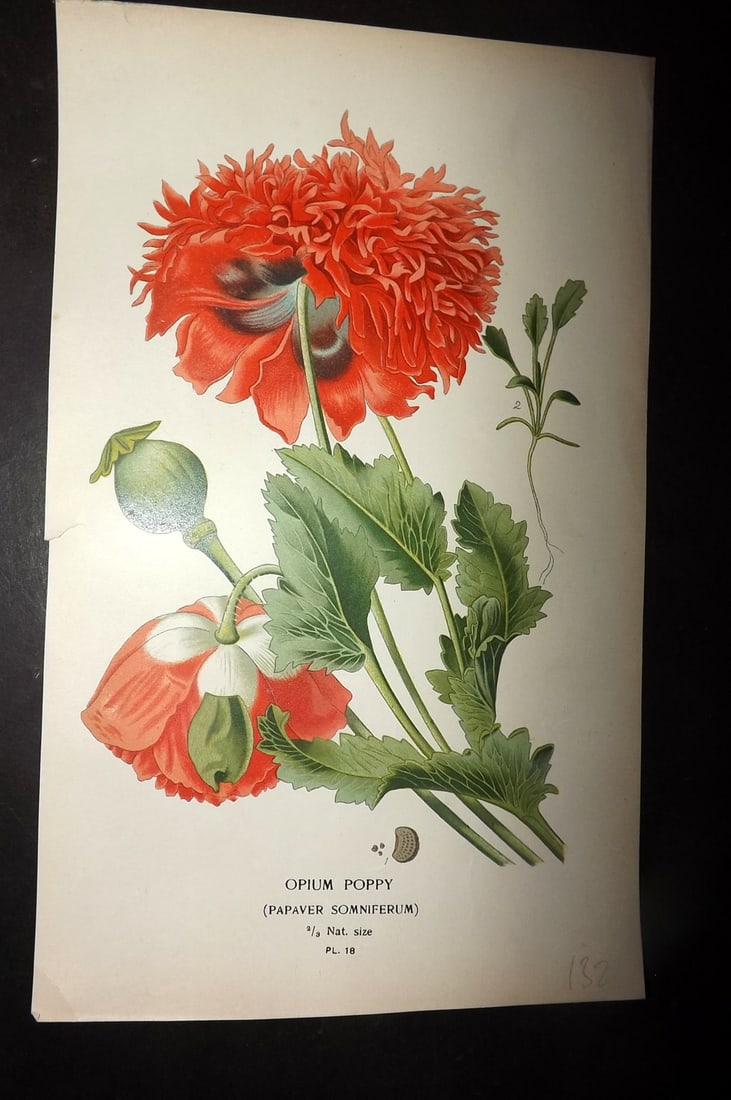 Step, Edward 1897 Antique Botanical Print. Opium Poppy 18: Chromolithograph Published 1896-97 by Frederick Warne & Co., London for "Favourite Flowers of Garden and Greenhouse" by Edward Step and William Watson. Paper Size: 9 x 6 inch (23 x 15cm) Good Conditio