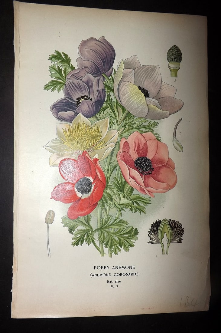 Step, Edward 1897 Antique Botanical Print. Poppy Anemone 03 (1 of 1)