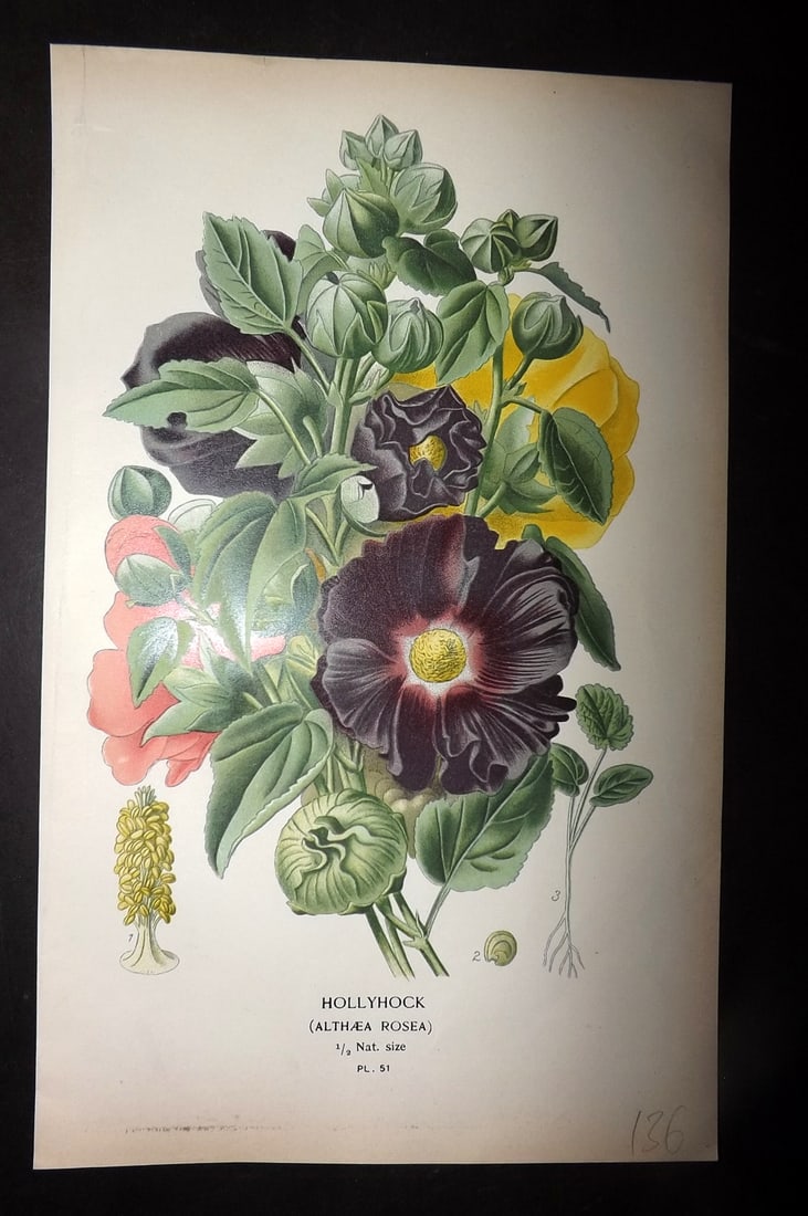 Step, Edward 1897 Antique Botanical Print. Hollyhock 51: Chromolithograph Published 1896-97 by Frederick Warne & Co., London for "Favourite Flowers of Garden and Greenhouse" by Edward Step and William Watson. Paper Size: 9 x 6 inch (23 x 15cm) Good Conditio