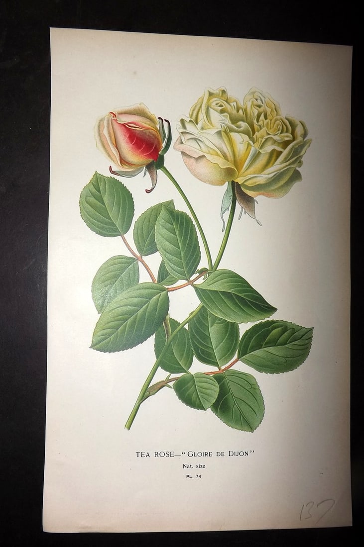 Step, Edward 1897 Antique Botanical Print. Tea Rose - Gloire de Dijon 74 (1 of 1)
