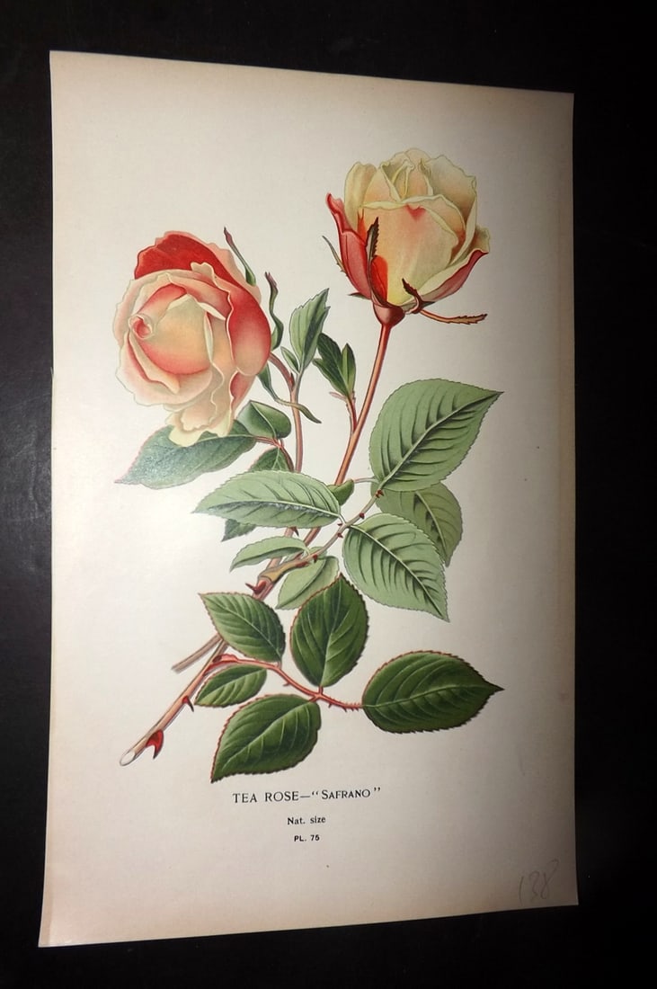 Step, Edward 1897 Antique Botanical Print. Tea Rose - Safrano 75: Chromolithograph Published 1896-97 by Frederick Warne & Co., London for "Favourite Flowers of Garden and Greenhouse" by Edward Step and William Watson. Paper Size: 9 x 6 inch (23 x 15cm) Good Conditio