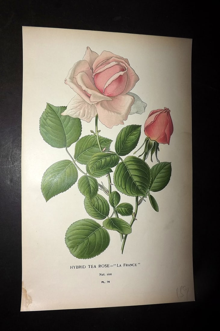 Step, Edward 1897 Antique Botanical Print. Hybrid Tea Rose 76: Chromolithograph Published 1896-97 by Frederick Warne & Co., London for "Favourite Flowers of Garden and Greenhouse" by Edward Step and William Watson. Paper Size: 9 x 6 inch (23 x 15cm) Good Conditio