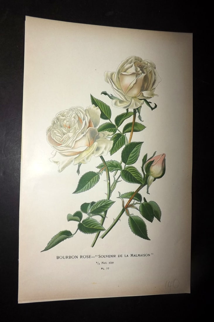 Step, Edward 1897 Antique Botanical Print. Bourbon Rose 77: Chromolithograph Published 1896-97 by Frederick Warne & Co., London for "Favourite Flowers of Garden and Greenhouse" by Edward Step and William Watson. Paper Size: 9 x 6 inch (23 x 15cm) Good Conditio