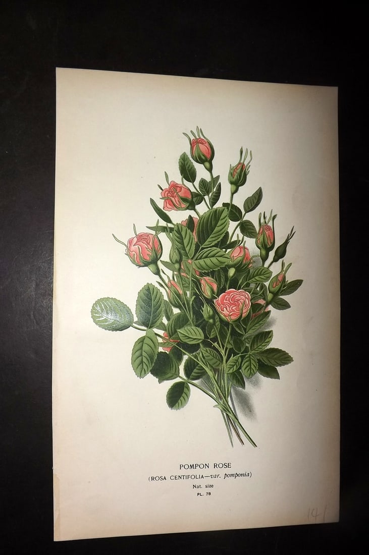 Step, Edward 1897 Antique Botanical Print. Pompon Rose 78: Chromolithograph Published 1896-97 by Frederick Warne & Co., London for "Favourite Flowers of Garden and Greenhouse" by Edward Step and William Watson. Paper Size: 9 x 6 inch (23 x 15cm) Good Conditio