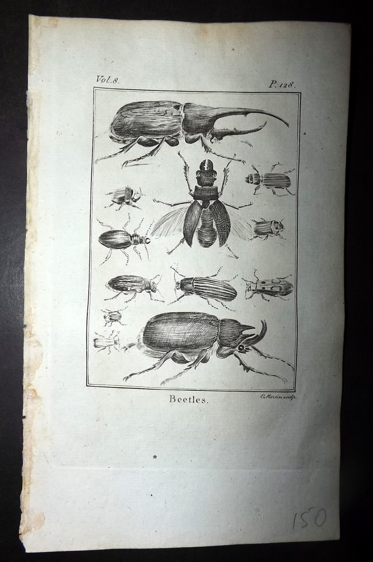 Goldsmith, Oliver 1779 Antique Print. Beetles: Copper Plate Published 1779, London for "An History of the Earth and Animated Nature" by Oliver Goldsmith. Paper Size: 7 x 4.25 inch (18 x 11cm) Good Condition