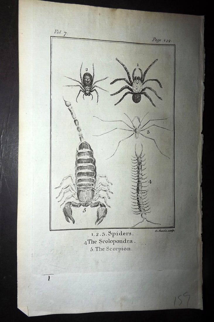 Goldsmith, Oliver 1779 Antique Print. Spiders, Scolopondra, Scorpion: Copper Plate Published 1779, London for "An History of the Earth and Animated Nature" by Oliver Goldsmith. Paper Size: 7 x 4.25 inch (18 x 11cm) Good Condition