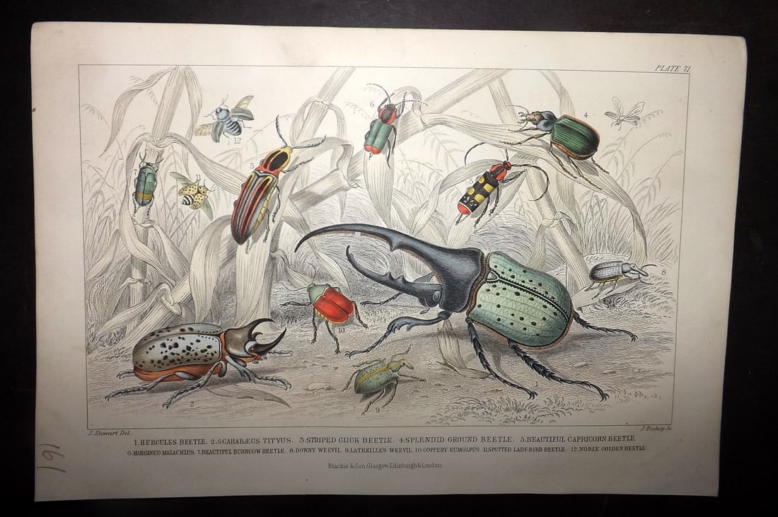 Goldsmith, Oliver 1855 Hand Col Print. Beetles 71: Hand Colored Steel Engraving Published 1854-55 by Blackie & Son, London for "A History of the Earth and Animated Nature"by Oliver Goldsmith. Paper Size: 9.5 x 6 inch (24 x 16cm) Good Condition