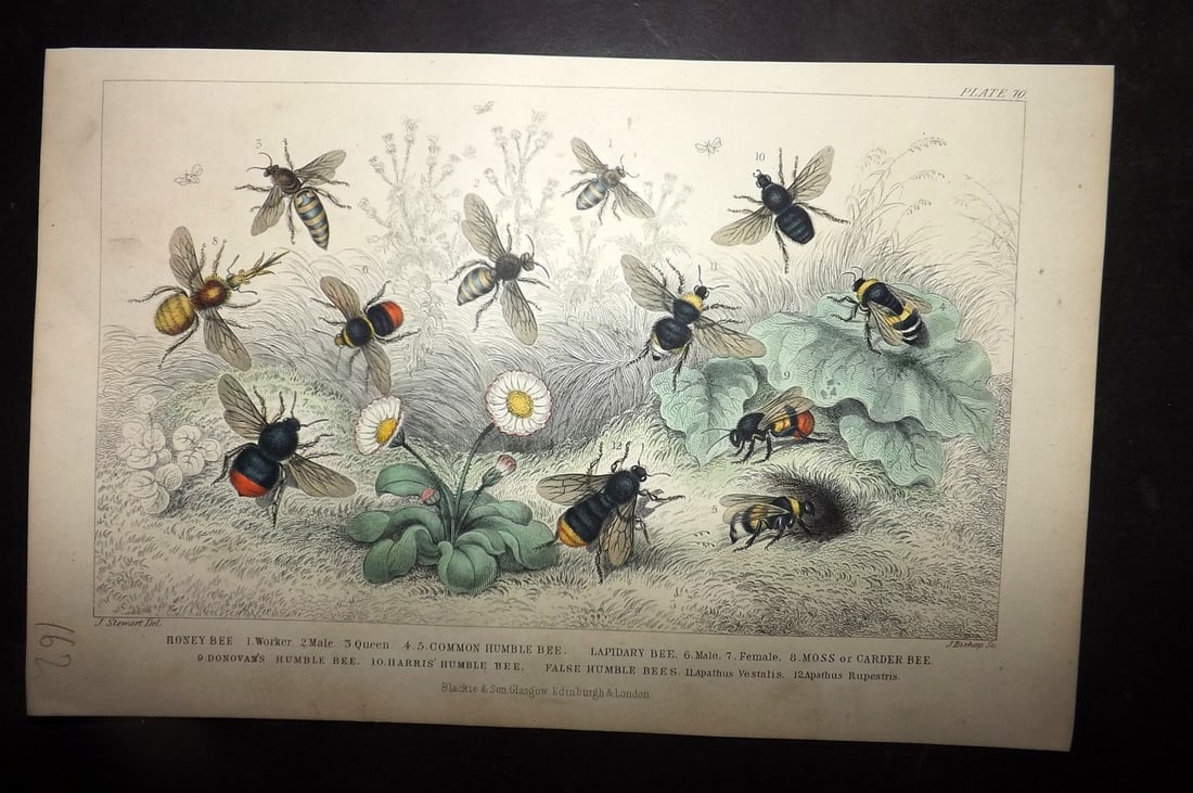 Goldsmith, Oliver 1855 Hand Col Print. Bees 70: Hand Colored Steel Engraving Published 1854-55 by Blackie & Son, London for "A History of the Earth and Animated Nature"by Oliver Goldsmith. Paper Size: 9.5 x 6 inch (24 x 16cm) Good Condition