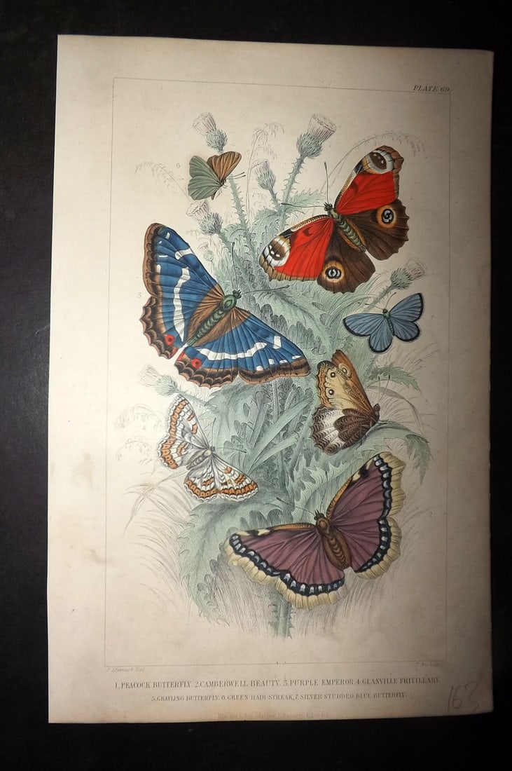 Goldsmith, Oliver 1855 Hand Col Print. Butterflies - Peacock, Camberwell, Purple Emperor: Hand Colored Steel Engraving Published 1854-55 by Blackie & Son, London for "A History of the Earth and Animated Nature"by Oliver Goldsmith. Paper Size: 9.5 x 6 inch (24 x 16cm) Very minor toning. Goo
