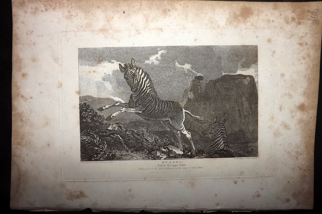 Polehampton, Edward 1823 Print. Extinct Quagga (1 of 1)