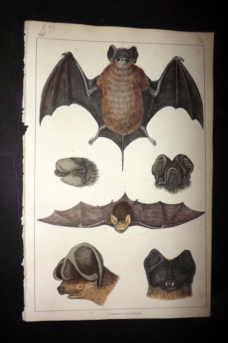 Goldsmith, Oliver 1852 Hand Col Print. Cayenne, Slender, Notch Eared, Rufous Bat 13 (1 of 1)