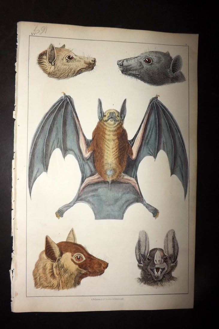 Goldsmith, Oliver 1852 Hand Col Print. Macklott's. Black Faced, Vampire Bats 15 (1 of 1)