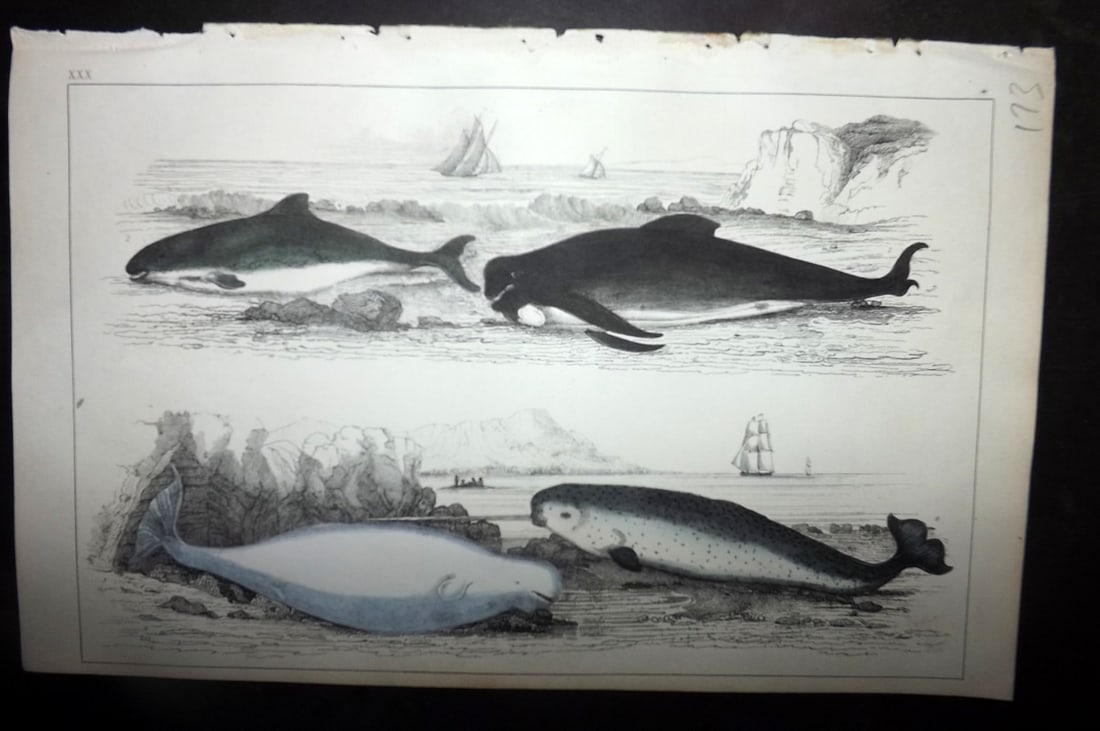 Goldsmith, Oliver 1852 Hand Col Print. Common Porpoise, White Whale, Narwhal 30: Hand Colored Etching/Engraving Published 1852 by A. Fullarton & Co., London for "A History of the Earth and Animated Nature" by Oliver Goldsmith. Paper Size: 10 x 6 inch (25 x 16cm) Good Condition