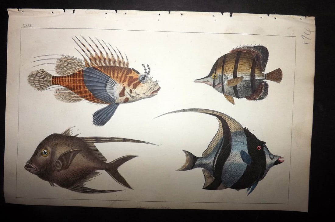 Goldsmith, Oliver 1852 Hand Col Print. Scorpena, Chaetodon Fish 32: Hand Colored Etching/Engraving Published 1852 by A. Fullarton & Co., London for "A History of the Earth and Animated Nature" by Oliver Goldsmith. Paper Size: 10 x 6 inch (25 x 16cm) Good Condition