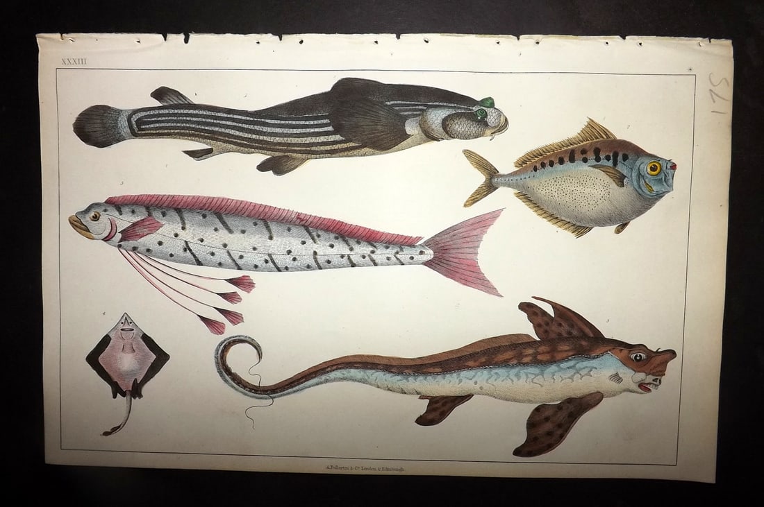 Goldsmith, Oliver 1852 Hand Col Print. Anableps, Raia. Zeus Fish 33 (1 of 1)