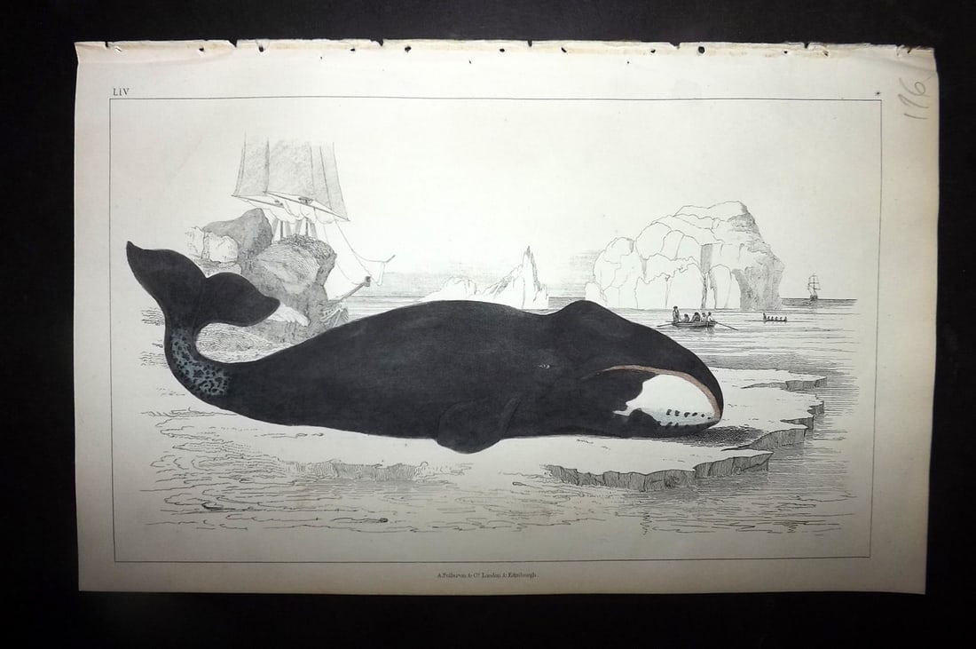 Goldsmith, Oliver 1852 Hand Col Print. The True Whale 54: Hand Colored Etching/Engraving Published 1852 by A. Fullarton & Co., London for "A History of the Earth and Animated Nature" by Oliver Goldsmith. Paper Size: 10 x 6 inch (25 x 16cm) Good Condition