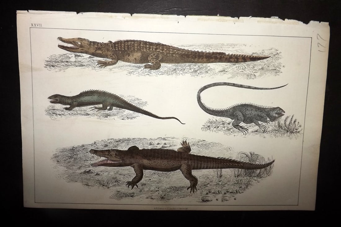 Goldsmith, Oliver 1852 Hand Col Print. Crocodile of the Nile, Dragon Lizard, Guana 27: Hand Colored Etching/Engraving Published 1852 by A. Fullarton & Co., London for "A History of the Earth and Animated Nature" by Oliver Goldsmith. Paper Size: 10 x 6 inch (25 x 16cm) Good Condition