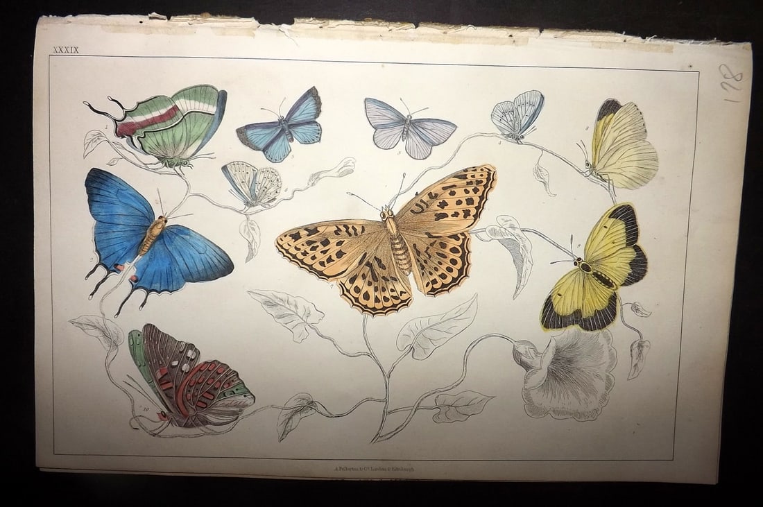 Goldsmith, Oliver 1852 Hand Col Print. Royal, Azure Butterflies 39 (1 of 1)