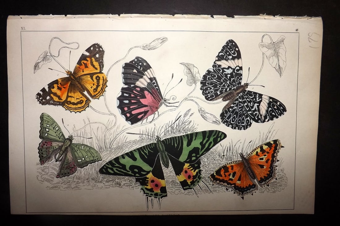 Goldsmith, Oliver 1852 Hand Col Print. Painted Lady, Oriental Emperor Butterflies 40 (1 of 1)