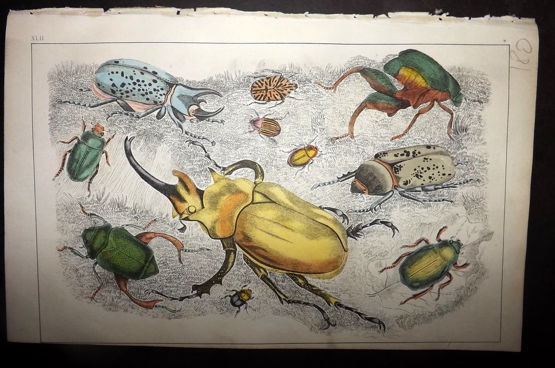 Goldsmith, Oliver 1852 Hand Col Print. Gigantic, Golden Beetles 42 Insects (1 of 1)