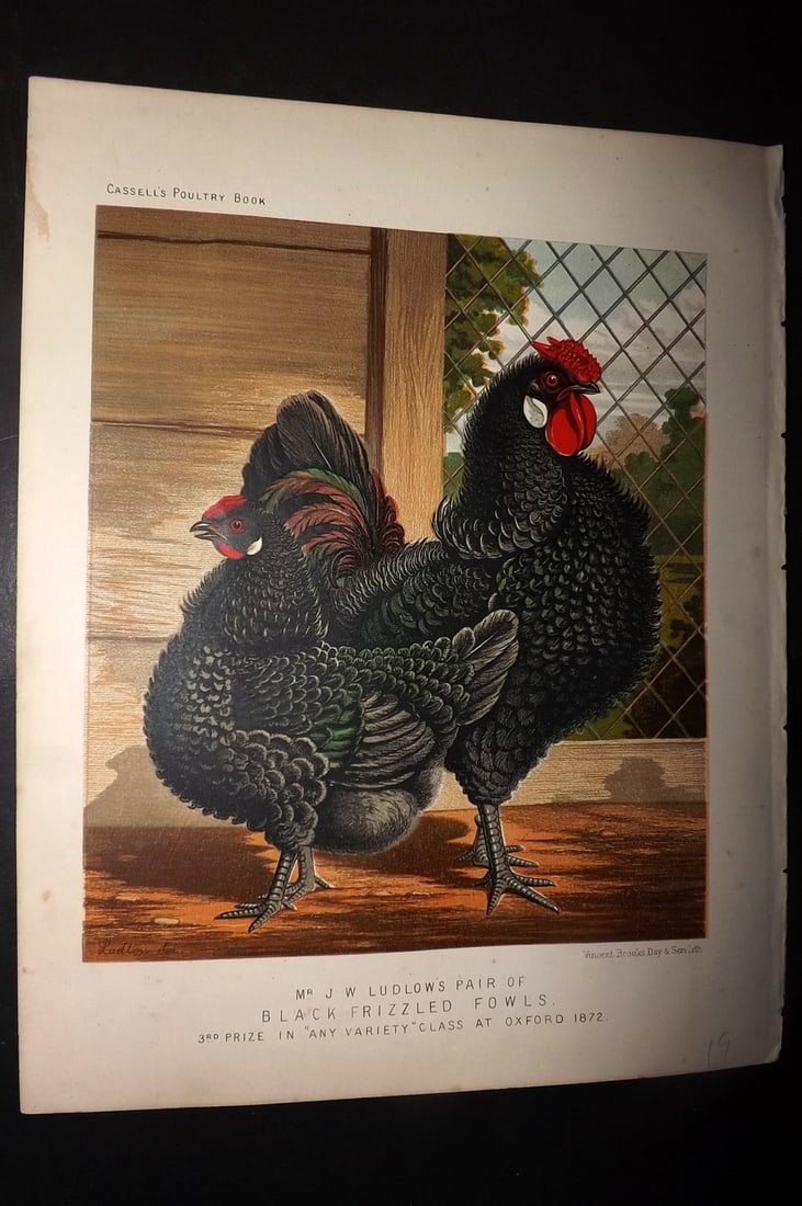 Ludlow & Wright 1885 Poultry Print. Black Frizzled Fowls: Chromolithograph Published 1885 by Cassell & Co., London for "The Illustrated Book of Poultry" by Lewish Wright. Illustrated by J. W. Ludlow. Paper Size: 10.5 x 8 inch (27 x 20cm) Good Condition